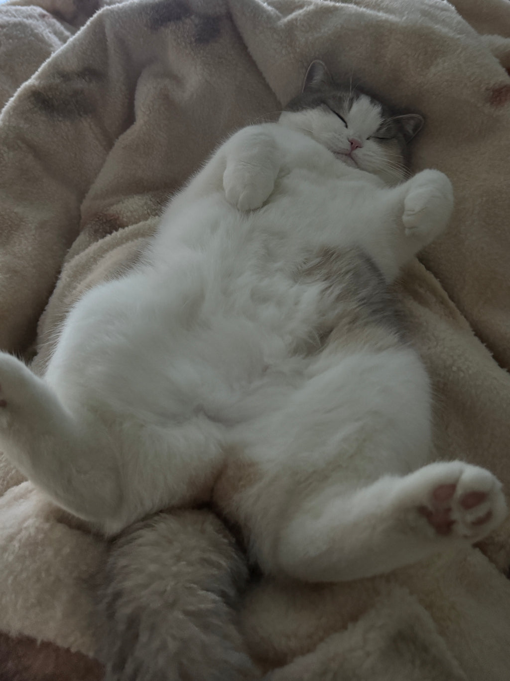 Anti-Slip Snowboard Stomp Pad