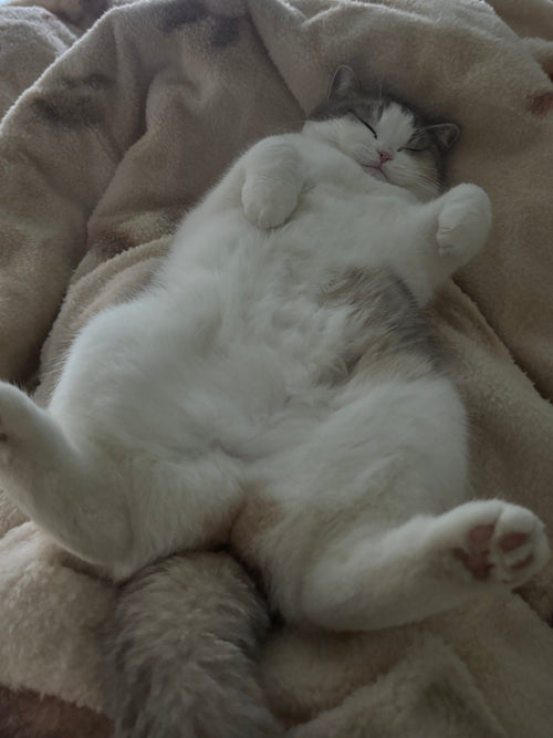 Anti-Slip Snowboard Stomp Pad